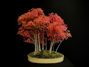 25I-NG-01 ACER BUERGERIANUM