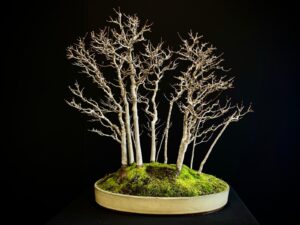 25I-NG-01 acer buergerianum