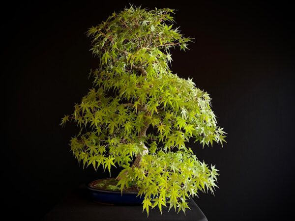 25I-NG-05 ACER PALMATUM