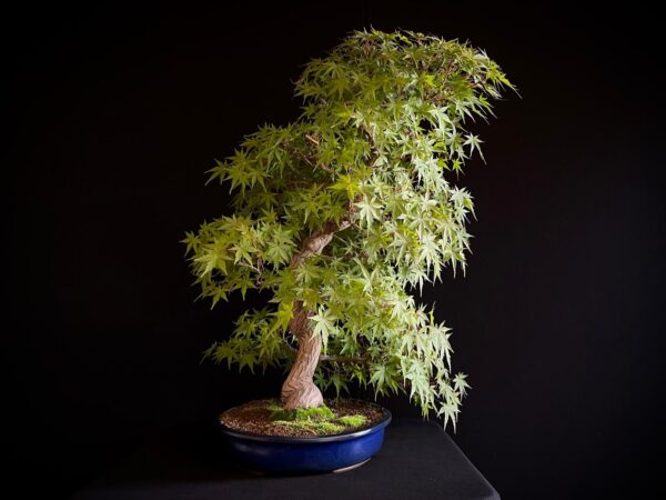 25I-NG-05 ACER PALMATUM
