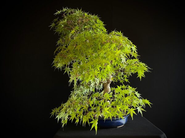 25I-NG-05 ACER PALMATUM