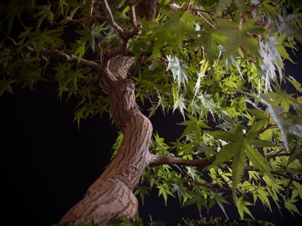 25I-NG-05 ACER PALMATUM