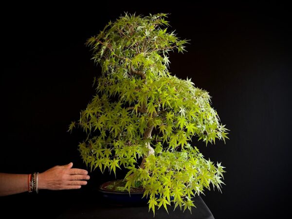 25I-NG-05 ACER PALMATUM