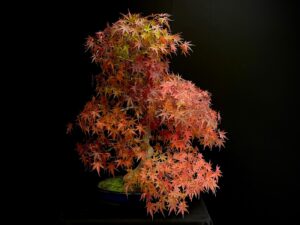 25I-NG-05 ACER PALMATUM
