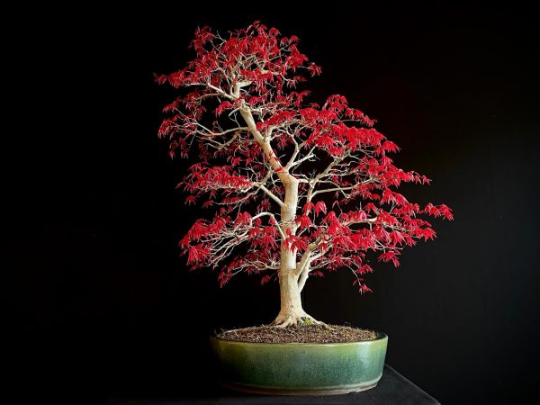 25I-NG-06 ACER PALMATUM DESHOJO