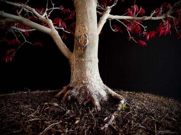 25I-NG-06 ACER PALMATUM DESHOJO
