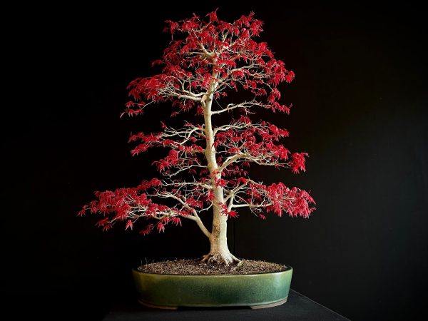 25I-NG-06 ACER PALMATUM DESHOJO