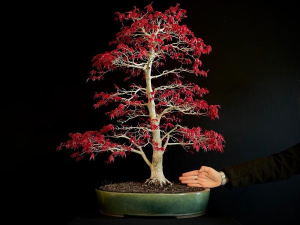 25I-NG-06 ACER PALMATUM DESHOJO