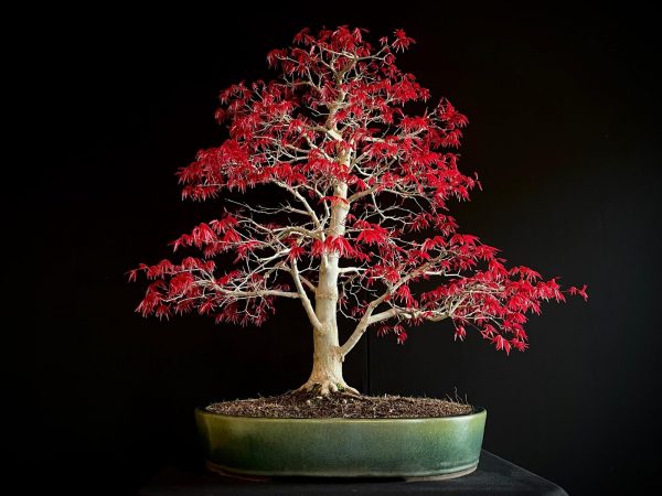 25I-NG-06 ACER PALMATUM DESHOJO