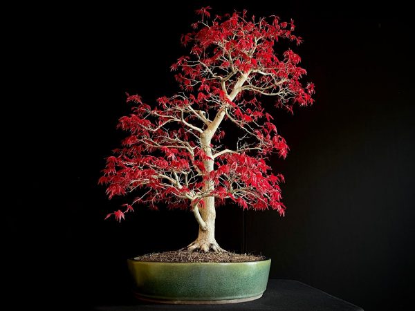 25I-NG-06 ACER PALMATUM DESHOJO