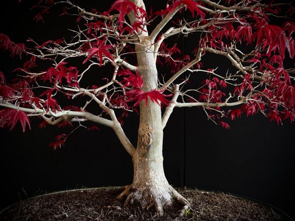 25I-NG-06 ACER PALMATUM DESHOJO