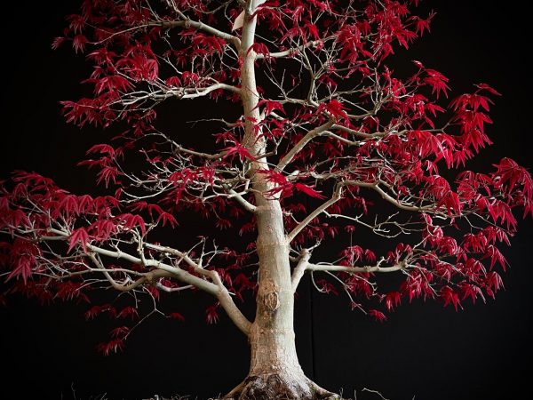 25I-NG-06 ACER PALMATUM DESHOJO