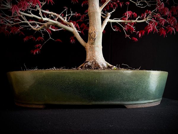 25I-NG-06 ACER PALMATUM DESHOJO