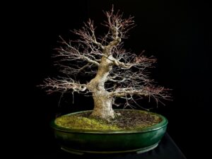 25I-NG-07 ACER PALMATUM