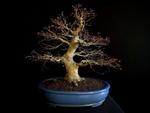 25I-NG-07 ACER PALMATUM