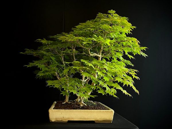 25I-NG-08 ACER PALMATUM