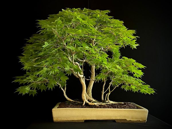 25I-NG-08 ACER PALMATUM
