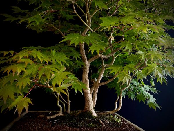 25I-NG-08 ACER PALMATUM