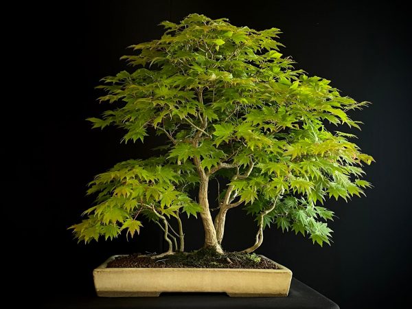 25I-NG-08 ACER PALMATUM