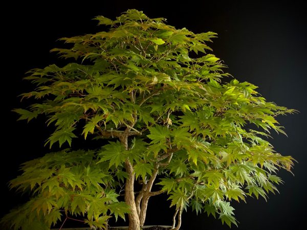 25I-NG-08 ACER PALMATUM