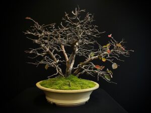 25I-NG-10 PSEUDOCYDONIA SINENSIS