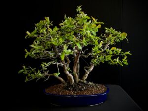 25I-NG-10 PSEUDOCYDONIA SINENSIS