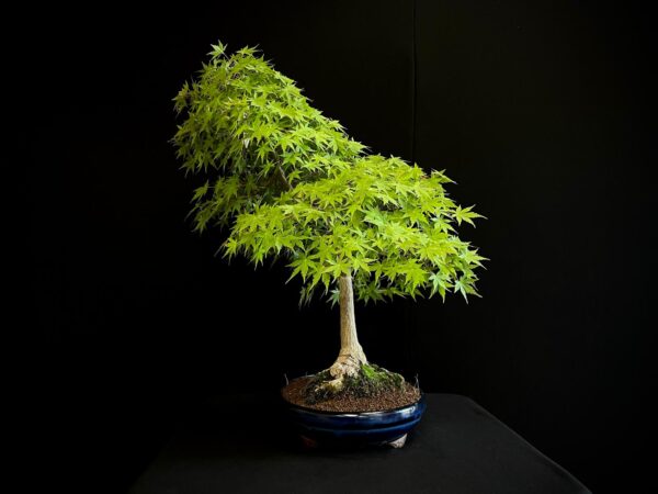 25I-NG-13 ACER PALMATUM