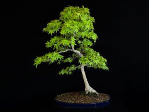 ACER PALMATUM