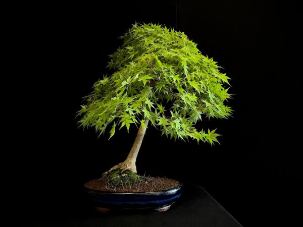 25I-NG-13 ACER PALMATUM