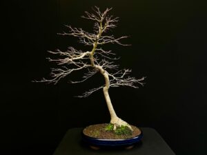 25I-NG-13 ACER PALMATUM