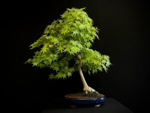 25I-NG-13 ACER PALMATUM