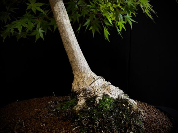 25I-NG-13 ACER PALMATUM