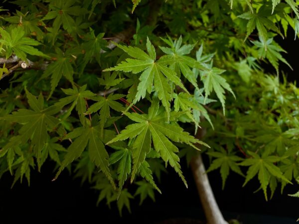 25I-NG-13 ACER PALMATUM