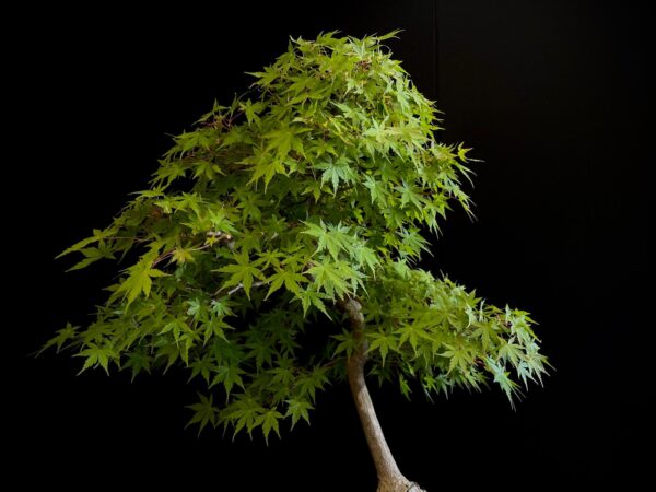 25I-NG-13 ACER PALMATUM