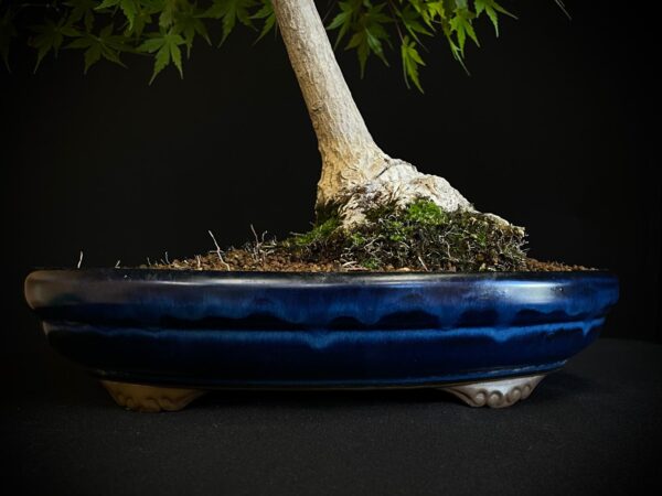 25I-NG-13 ACER PALMATUM