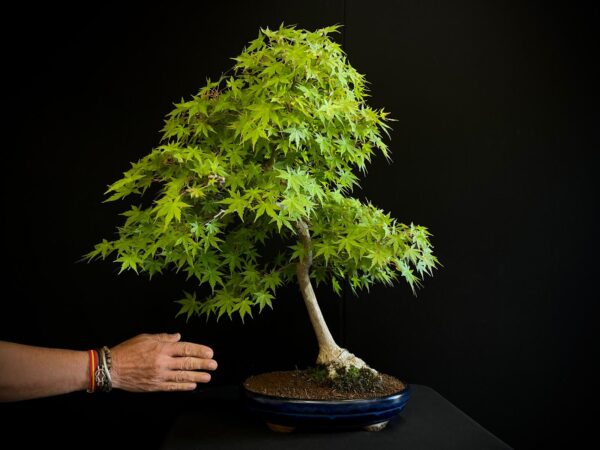 25I-NG-13 ACER PALMATUM