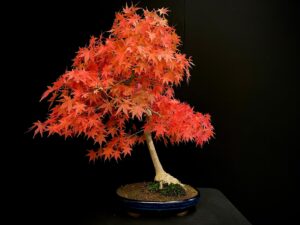 25I-NG-13 ACER PALMATUM