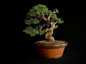 25I-NG-19-2 JUNIPERUS CHINENSIS ITOIWAGA