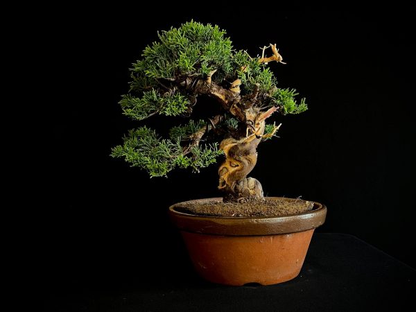 25I-NG-19-2 JUNIPERUS CHINENSIS ITOIWAGA