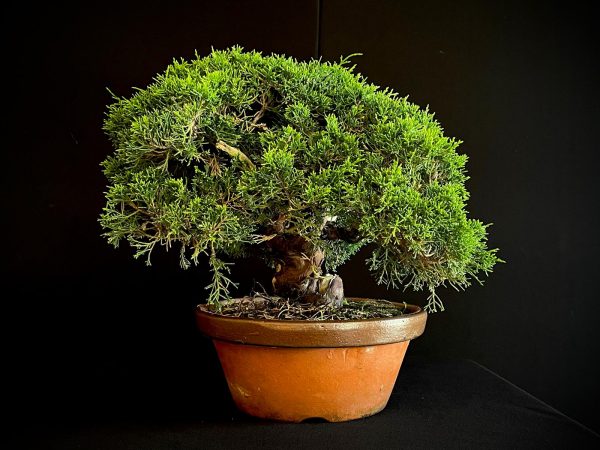 25I-NG-19-2 JUNIPERUS CHINENSIS ITOIWAGA