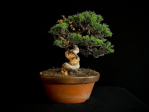 25I-NG-19-2 JUNIPERUS CHINENSIS ITOIWAGA