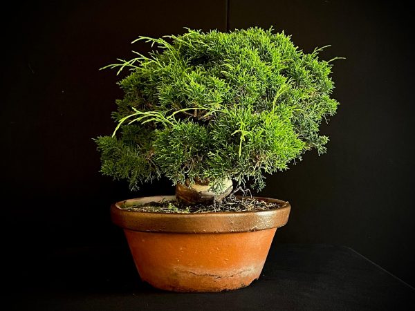 25I-NG-19-2 JUNIPERUS CHINENSIS ITOIWAGA