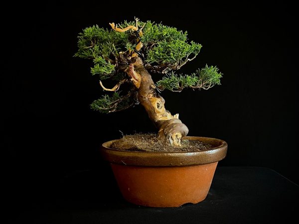 25I-NG-19-2 JUNIPERUS CHINENSIS ITOIWAGA