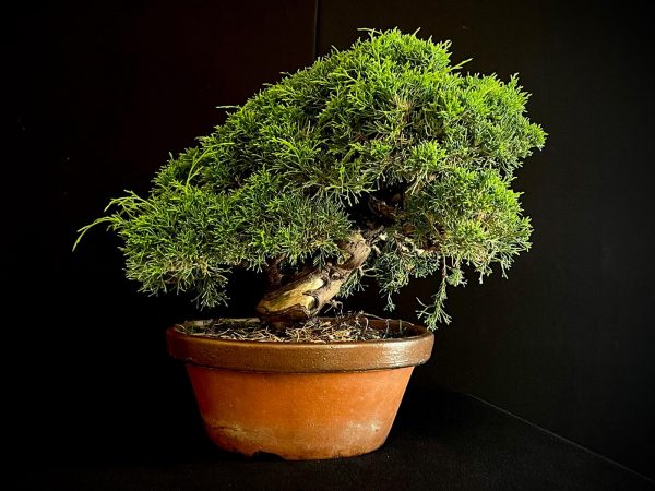 25I-NG-19-2 JUNIPERUS CHINENSIS ITOIWAGA