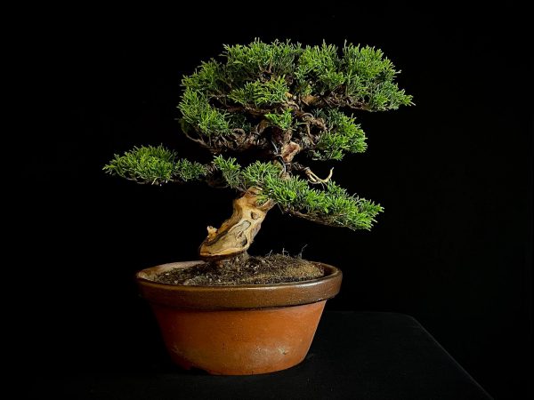 25I-NG-19-2 JUNIPERUS CHINENSIS ITOIWAGA