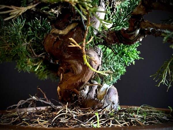 25I-NG-19-2 JUNIPERUS CHINENSIS ITOIWAGA