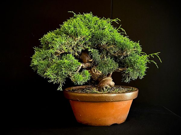 25I-NG-19-2 JUNIPERUS CHINENSIS ITOIWAGA