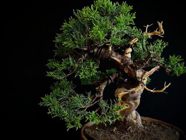 25I-NG-19-2 JUNIPERUS CHINENSIS ITOIWAGA