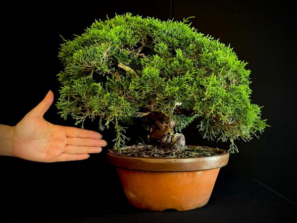 25I-NG-19-2 JUNIPERUS CHINENSIS ITOIWAGA