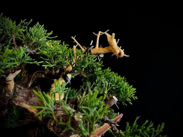 25I-NG-19-2 JUNIPERUS CHINENSIS ITOIWAGA